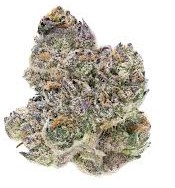 EXODUS CHEESE - Indica