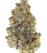 GARLIC FUSION - Indica