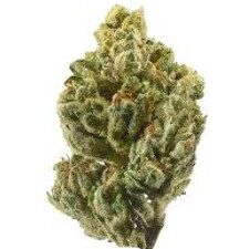 OG KUSH - Hybrid