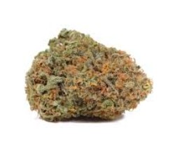 BLUE COOKIES - Indica