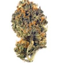 GRAPE SKITTLES - Hybrid