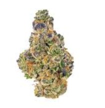 SENSI STAR - Indica