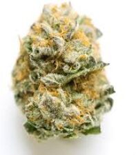 COTTON CANDY - Hybrid