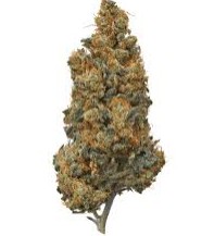 GRAPEFRUIT - Sativa